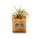 Air Plant Air Plant